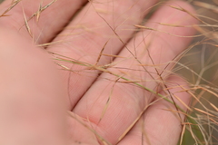 Aristida diffusa