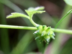 Ranunculus sessiliflorus sessiliflorus