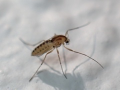Orthocladiinae