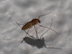 Orthocladiinae