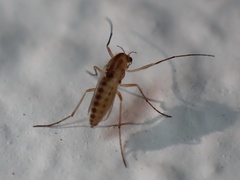 Orthocladiinae
