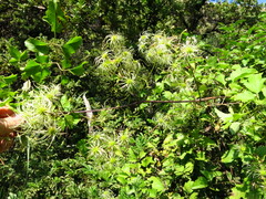Clematis brachiata