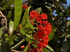 Cordia rickseckeri
