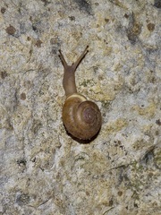 Polygyra