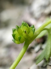 Ranunculus sessiliflorus sessiliflorus