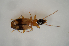 Philorhizus sigma