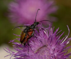 Anastrangalia dubia