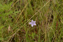 Wahlenbergia undulata