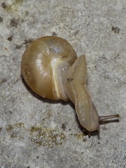 Polygyra