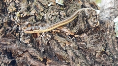 Psammophis subtaeniatus