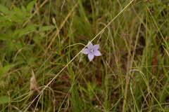Wahlenbergia undulata