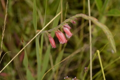 Gladiolus crassifolius