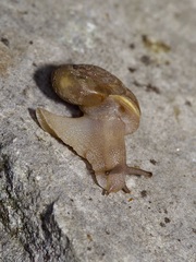 Polygyra