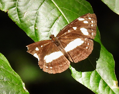 Phaedyma shepherdi