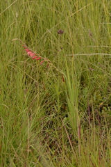 Gladiolus crassifolius