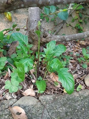 Youngia japonica