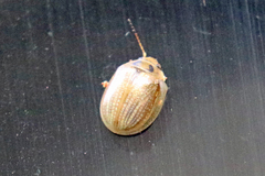 Paropsisterna bimaculata