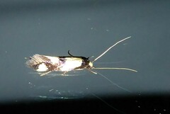 Opogona comptella
