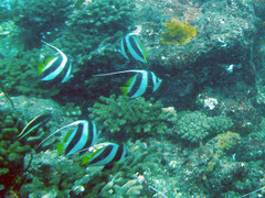 Heniochus diphreutes