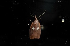 Planotortrix notophaea