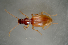 Oxypselaphus obscurus