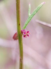 Haloragis heterophylla