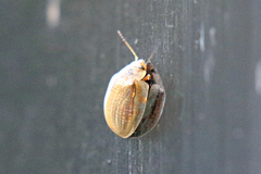 Paropsisterna bimaculata