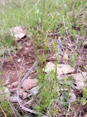 Haloragis heterophylla