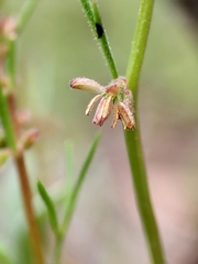 Haloragis heterophylla