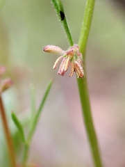 Haloragis heterophylla