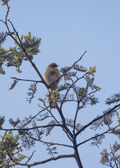 Nesoptilotis flavicollis