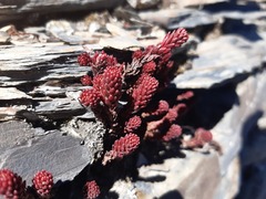 Sedum morrisonense