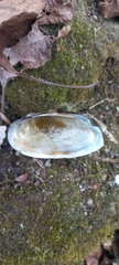 Unio elongatulus