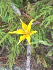 Calochortus venustulus