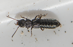 Anotylus rugosus