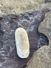Scutus antipodes