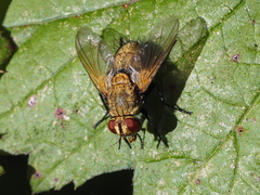 Dexia rustica