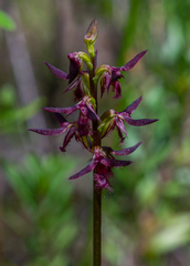 Genoplesium ostrinum