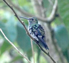 Chionomesa fimbriata