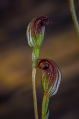 Pterostylis furva