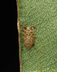Thaumastocoris
