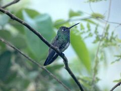 Chionomesa fimbriata