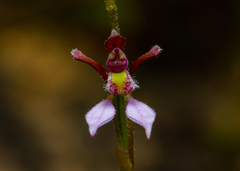 Eriochilus cucullatus