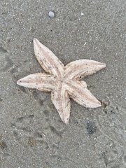 Asterias rubens