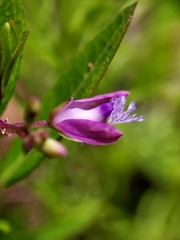 Polygala japonica