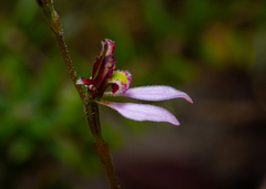 Eriochilus cucullatus