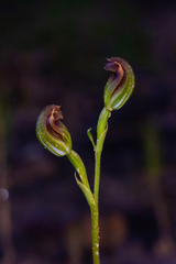 Pterostylis furva