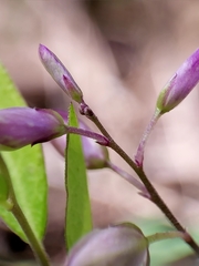 Polygala japonica