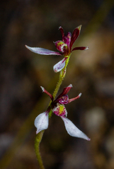 Eriochilus cucullatus