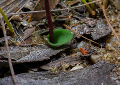 Eriochilus cucullatus